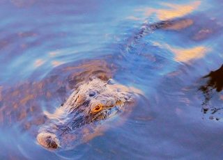 Gator Underwater Near Sunset At Paynes Praire