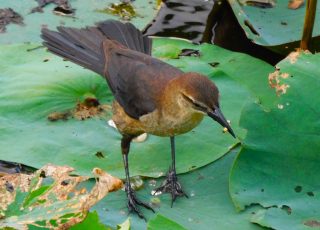 Small Bird Pecks For Food On Lily Pads At Paynes Prairie