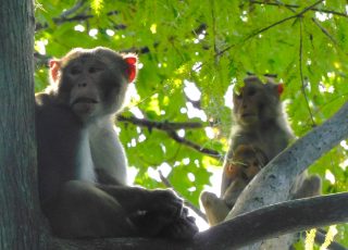 Family Of Monkeys Sitting In A Tree At Silver Springs