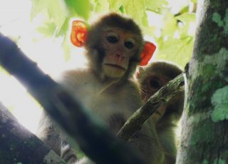 Pair Of Young Rhesus Monkeys At Silver Springs State Park