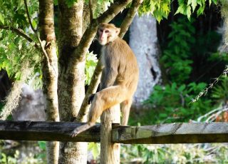 Silver Springs Monkey Sits On A Fence