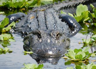 Gator Keeps A Close Eye On The Action At Lake Apopka Wildlife Drive