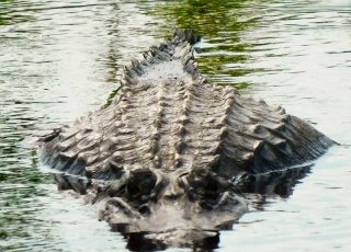 Paynes Prairie Gator Shows Of His Boney Back