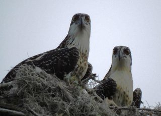 Young Osprey In A Nest Watching Over US 441 At Paynes Prairie