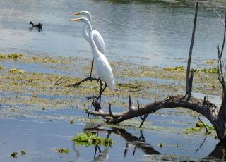 Pair Of Egrets Perched On A Tree Branch At Lake Apopka Wildlife Drive