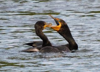 Cormorant Feeds Its Child While Swimming In Silver River