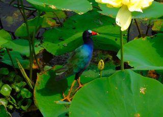 Purple Gallinule Pecking Under Wetland Wildflowers