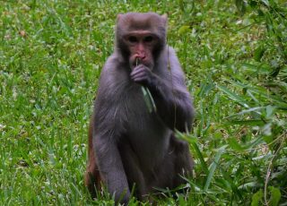 Silver Spring Rhesus Macaque Munches On Grass