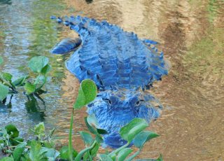 Gator Glows In Late Evening Sun At La Chua Trail