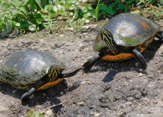 Pair Of Turtles Shake Hands After Heated “Conversation”