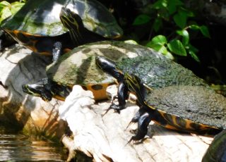 Turtle Think Tank Chatting On A Log At Silver Springs