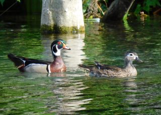 Pair Of Wood Ducks Swimming At Silver Springs