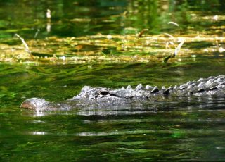 Silver Springs Gator On The Prowl During Mating Season