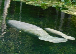 Monther Manatee and Baby At Silver Springs