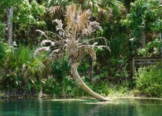 Bent Palm Tree In Silver River At Silver Springs State Park