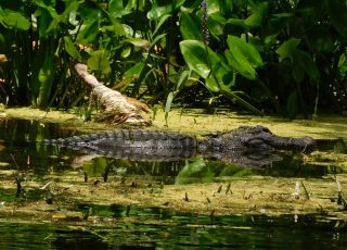 Gator Sunning Amid Algae And Vegetation At Silver Springs