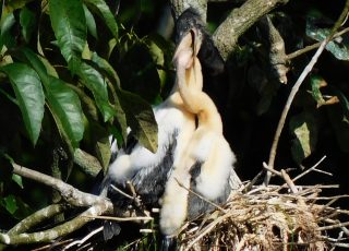 Pair Of Anhinga Chicks Enjoy Dinner Fresh From Dad’s Beak