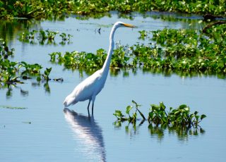 Great Egret Reflected At Paynes Prairie