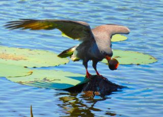 Gallinule Catches A Snail At Paynes Prairie