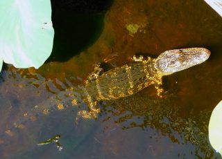 Young Gator Swimming On A Sunny Day At Paynes Prairie