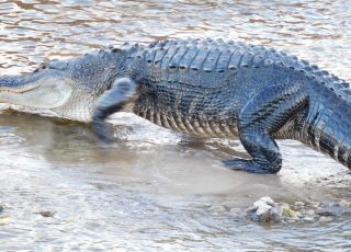 Gator Walks In The Water At La Chua Trail