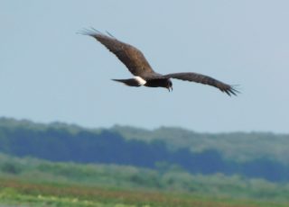 Kite Flying High Above Paynes Prairie