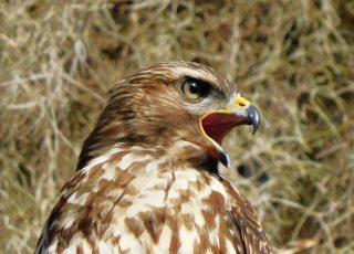 Hawk Yelling Out From A Tree At Silver Springs