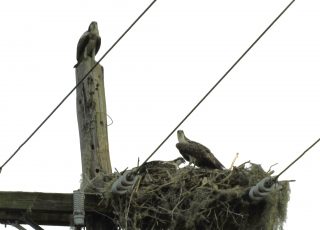 Osprey Nest In A Power Pole On US 441