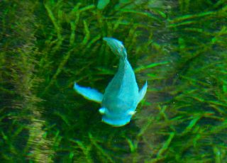 Blue Gill Fish Swimming Under Ross Allen Bridge At Silver Springs