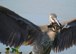 Great Blue Heron Wrestles Down A Catfish Breakfast At Paynes Prairie