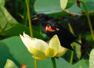 Red Shoulder Blackbird Hanging Out Among Wetland Wild Flowers