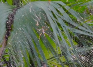 Spider In A Giant Web At Paynes Prairie