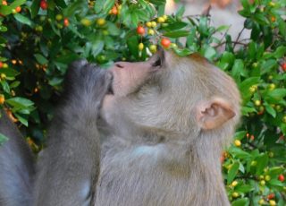 Silver Springs Monkey Feasting On Berries