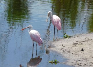 Spoonbills Cleaning Their Feathers At La Chua Trail