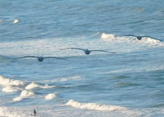 Trio Of Pelicans Flying High Above The Waves At Daytona Beach