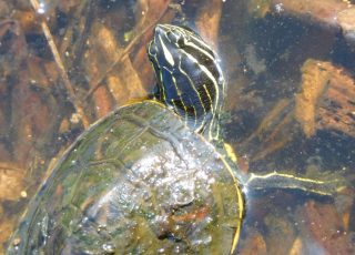 Tiny Baby Turtle Explores Wetland At La Chua Trail