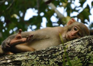 Silver Springs Monkey Lies Down For A Nap